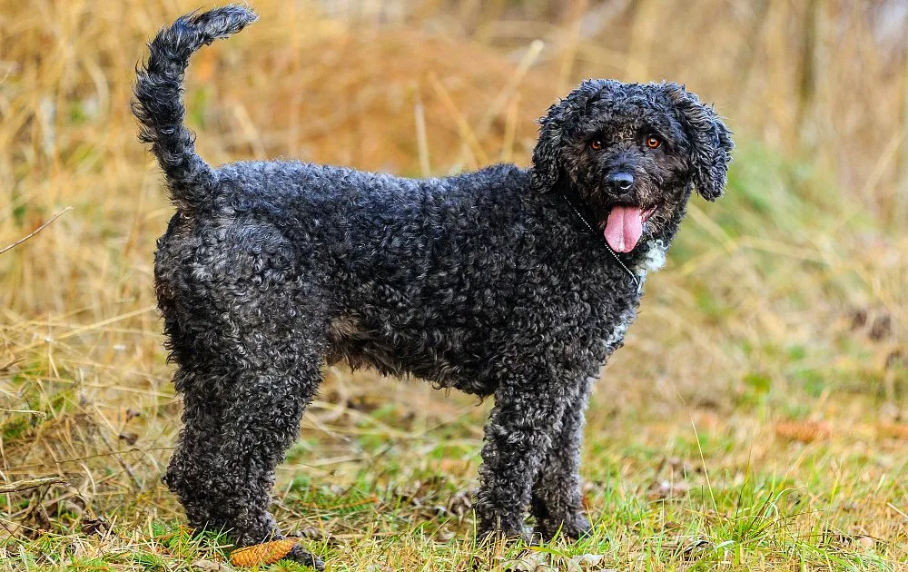 Spanish Water Dog
